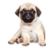 Pug Dog Transparent