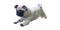 Pug PNG Clipart