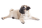 Pug PNG Download Image