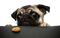 Pug PNG File