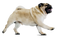 Pug PNG Free Download