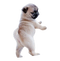 Pug PNG Free Image