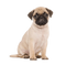 Pug PNG HD Image