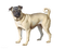 Pug PNG High Quality Image