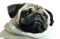 Pug PNG Image HD