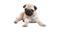 Pug PNG Image