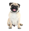 Pug PNG Images