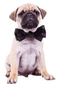 Pug PNG Photo