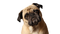 Pug PNG Pic