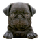 Pug PNG Picture