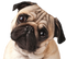 Pug PNG Transparent HD Photo