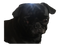 Pug Transparent