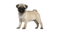 Pug