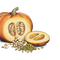 Pumpkin Seeds High Quality PNG