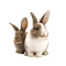 Rabbit Free Download PNG