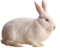 Rabbit Free PNG Image