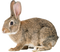 Rabbit PNG File