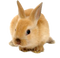 Rabbit PNG Image