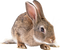 Rabbit PNG Picture