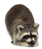 Raccoon Free Download PNG