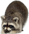 Raccoon PNG Image