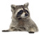 Raccoon PNG Picture