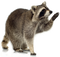 Raccoon PNG