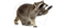 Raccoon Transparent