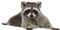 Raccoon