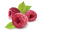 Raspberry PNG Clipart