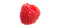 Raspberry Transparent