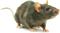 Rat Free PNG Image