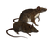 Rat PNG Clipart