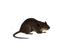 Rat PNG Image