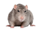 Rat PNG Picture