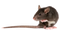 Rat PNG