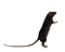 Rat Transparent