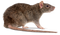 Rat