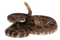 Rattlesnake Free Download PNG