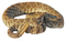 Rattlesnake PNG