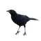 Raven PNG Clipart