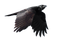 Raven PNG File