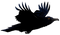 Raven PNG Picture