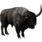 Real Bison PNG Clipart