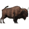 Real Bison PNG Free Download