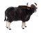 Real Bison PNG Free Image