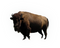 Real Bison PNG Image