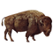 Real Bison PNG Picture