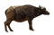 Real Bison PNG