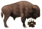 Real Bison